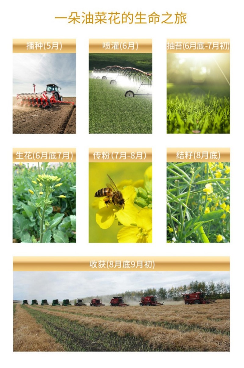 芥花油新包装_08.jpg